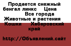 Продается снежный бенгал(линкс) › Цена ­ 25 000 - Все города Животные и растения » Кошки   . Хабаровский край